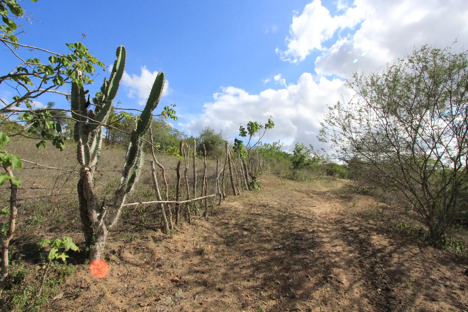 Agreste paraibano: mandacarus, cerca de vara e vegetação de caatinga sob céu de nuvens — a região que a frota municipal atravessa todo dia.